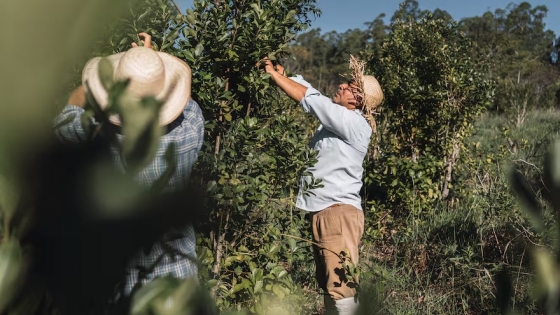 Glifosato y yerba mate: desafíos claves para los productores de Misiones