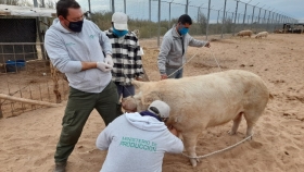 Realizaron acciones de sanidad animal en la granja del complejo penitenciario “Pampa de las Salinas”