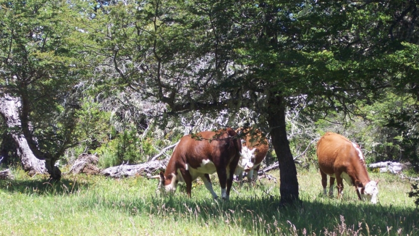 Jornada ganadera en Esquel, “Producción sustentable en el bosque cordillerano”