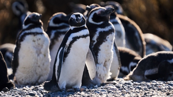 Informan el hallazgo de pingüinos magallánicos muertos por presencia de redes de pesca