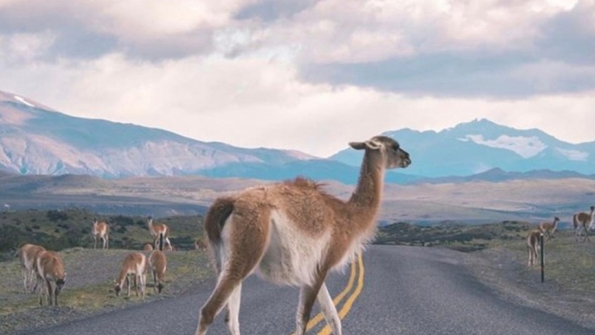 El Gobierno del Chubut recomienda a los automovilistas tener precaución por  presencia de animales silvestres en las rutas