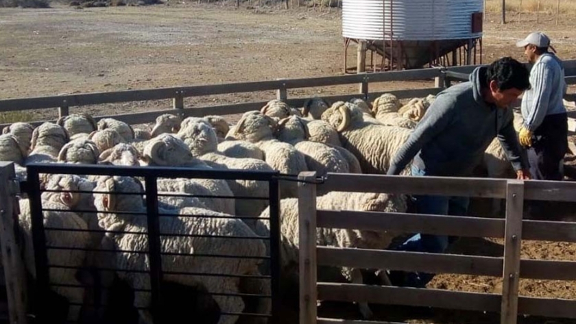 Provincia refuerza el acompañamiento a productores ovinos y caprinos