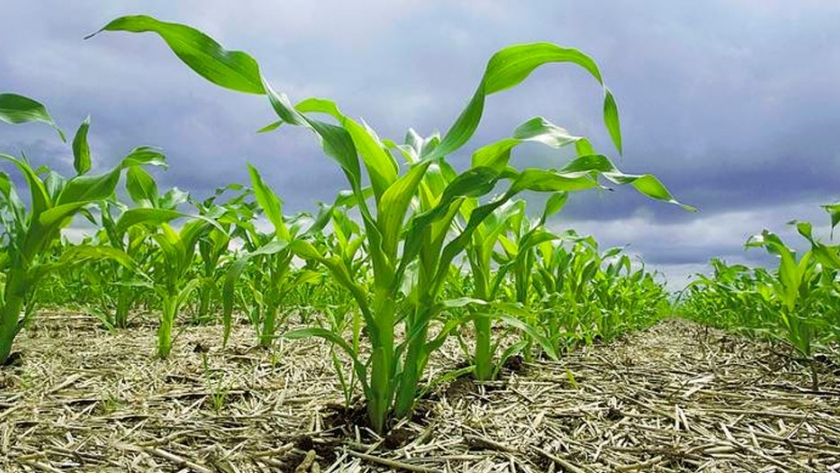 La sustentabilidad de la siembra directa