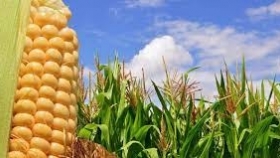 La nutrición clave para un maíz tardío de alto rendimiento