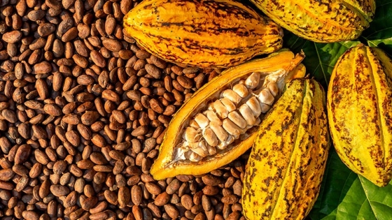 Un hallazgo milenario reescribe la historia del chocolate: el cacao nació en la Amazonía ecuatoriana