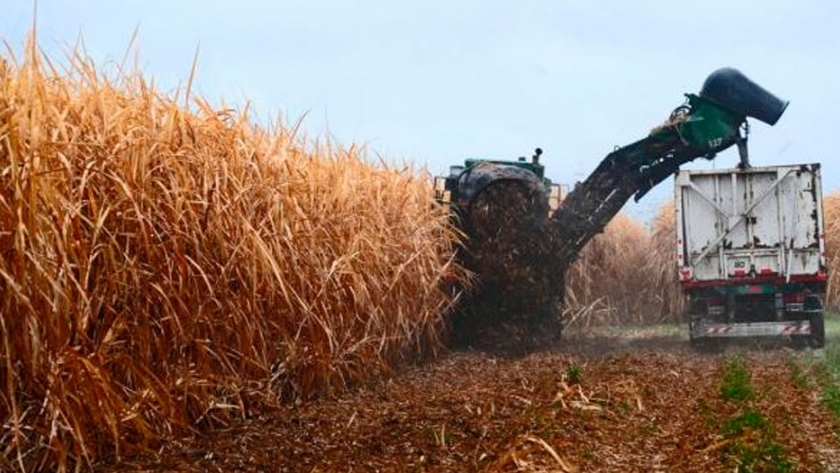 La caña de azúcar argentina emite menos gases de efecto invernadero