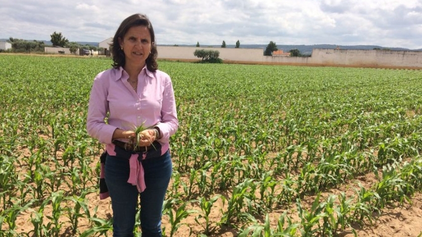 Iniciativas para combatir malezas sin agroquímicos 