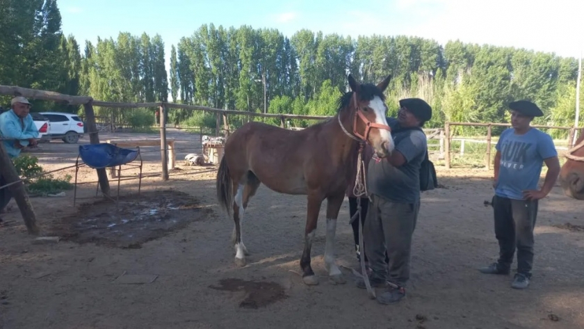 La Secretaría de Ganadería restituyó los caballos a los vecinos de la Quinta 25