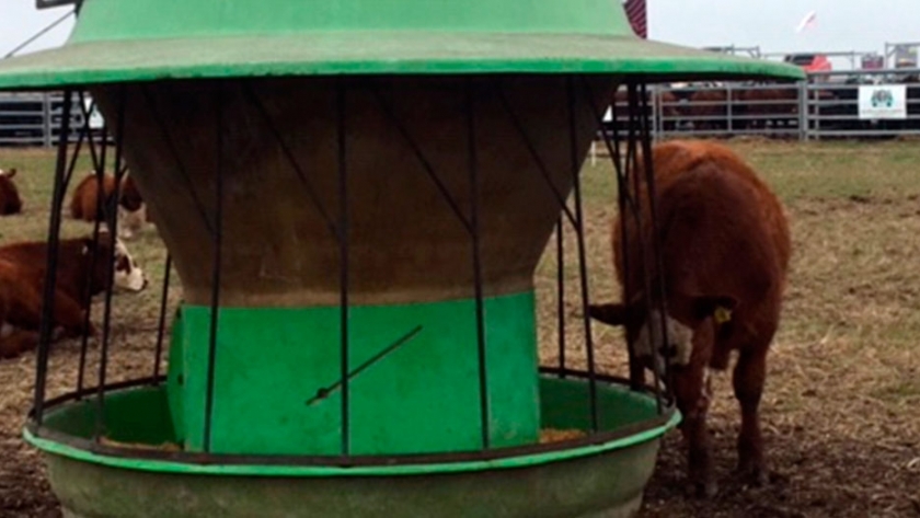 Más espacio y mejor alimentación: las claves del feedlot ecológico que mostró el INTA 