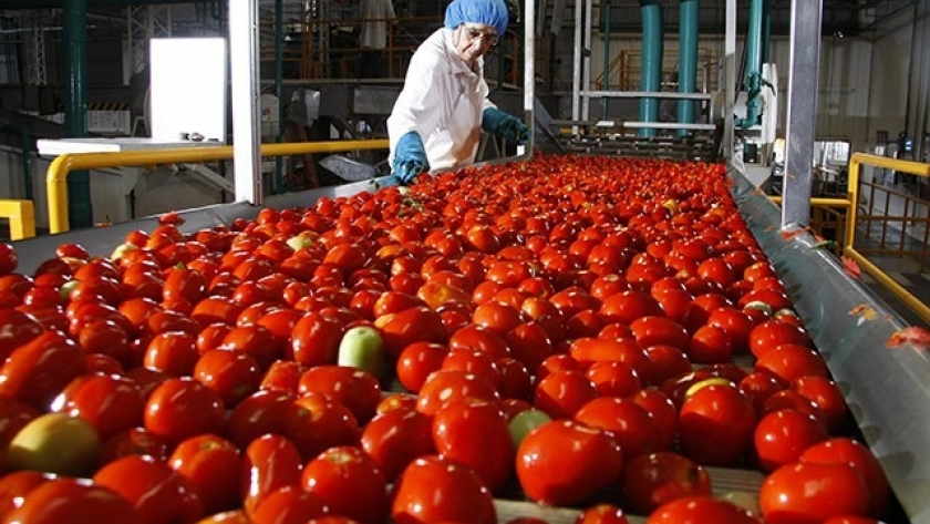 Argentina duplicó la superficie con tomates para industria