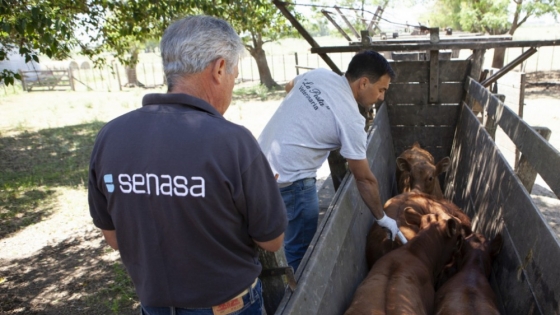 Comienza la segunda campaña anual de vacunación contra la fiebre aftosa