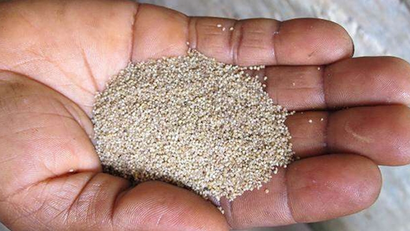 El cultivo de mijo nutritivo podría mejorarse genéticamente para la agricultura a gran escala