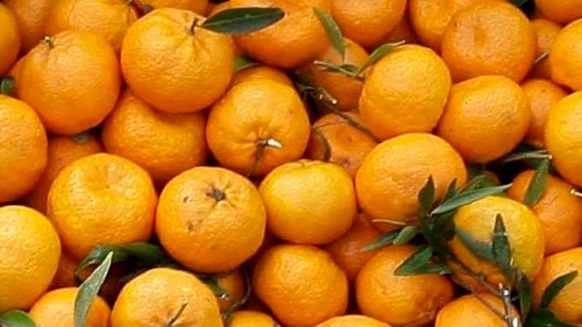 Mandarina, necesidades para el cultivo