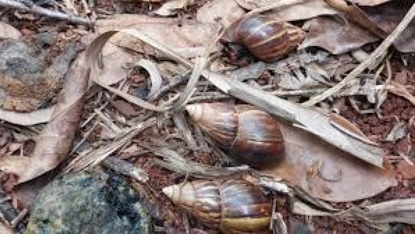 Alerta sanitaria en Tucumán por posible detección del caracol gigante africano