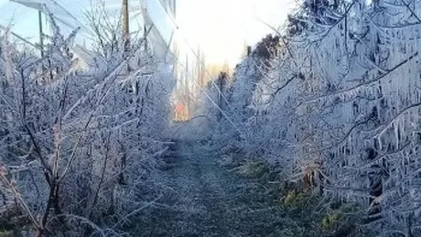 Mínimas de hasta -5°C afectaron la producción de frutales de carozo