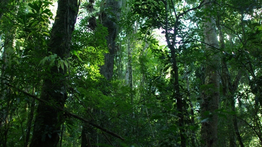 Día Nacional del Árbol | Publican un mapa con los tipos de árboles que integran los bosques de Argentina