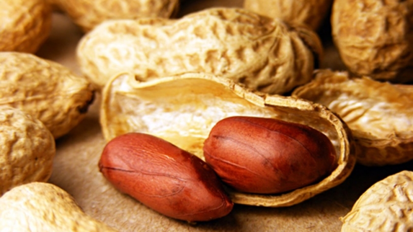 El maní argentino consolida su liderazgo global con innovación y tecnología aplicada al cultivo