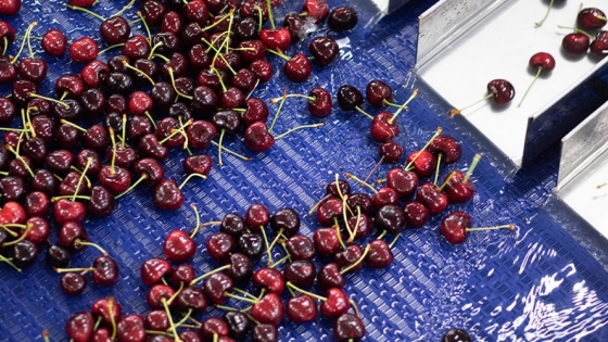 Cerezas argentinas: el frío demora la cosecha de la temporada