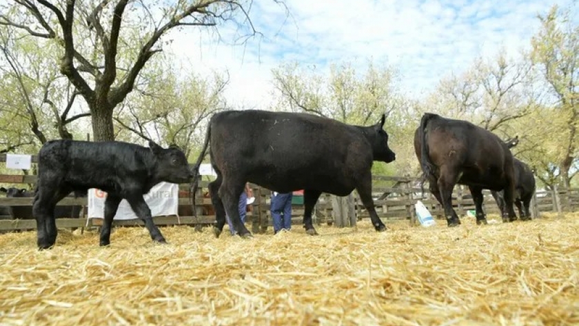 Aduana revisó un video de Youtube para denunciar la subfacturación de un toro Angus que se exportaba a Uruguay