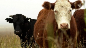 El fertilizante más barato