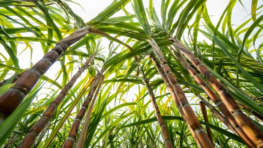 Zafra azucarera 2025 avanza con 16 ingenios y récords en producción de alcohol y bioetanol