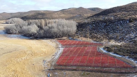 Funcionarios del Gobierno Provincial recorrieron proyecto de viñedos en Pampa del Castillo, provincia de Chubut