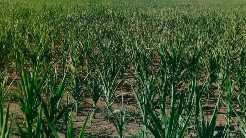 Cultivos intercalados para reducir el costo de alimentación del ganado
