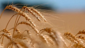 BCR: la siembra de trigo podría ser récord en la zona núcleo