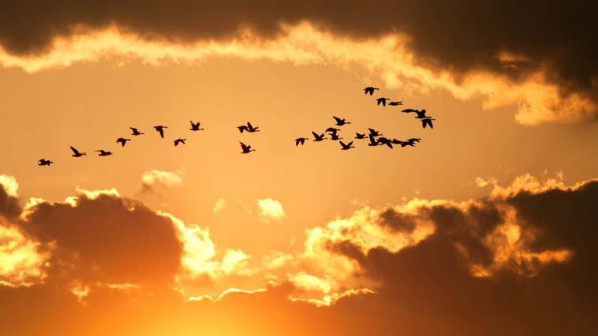 Sorpresas del cambio climático, por qué hay que enseñarles nuevas rutas migratorias a las aves