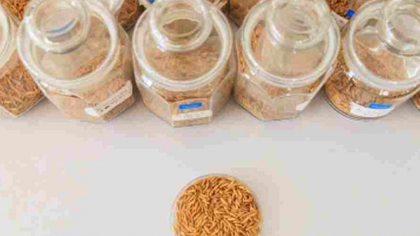 Utilizan crispr-cas9 para aumentar la resistencia del arroz al estrés abiótico