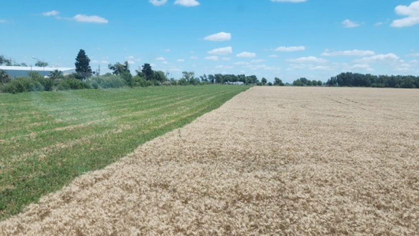 Syngenta y AGD unen dos ciudades a través de un corredor de biodiversidad