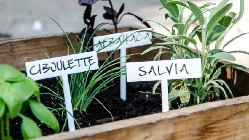 Cinco aromáticas clave para cultivar en macetas durante todo el año