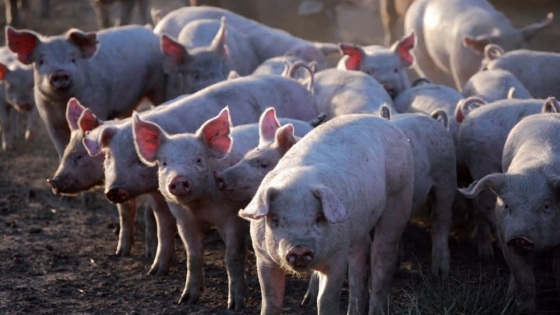 Carne colombiana a Filipinas: se abre un mercado de US$ 2.200 millones