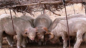 Productores ovinos de Chubut consiguieron apoyo financiero para continuar con la esquila