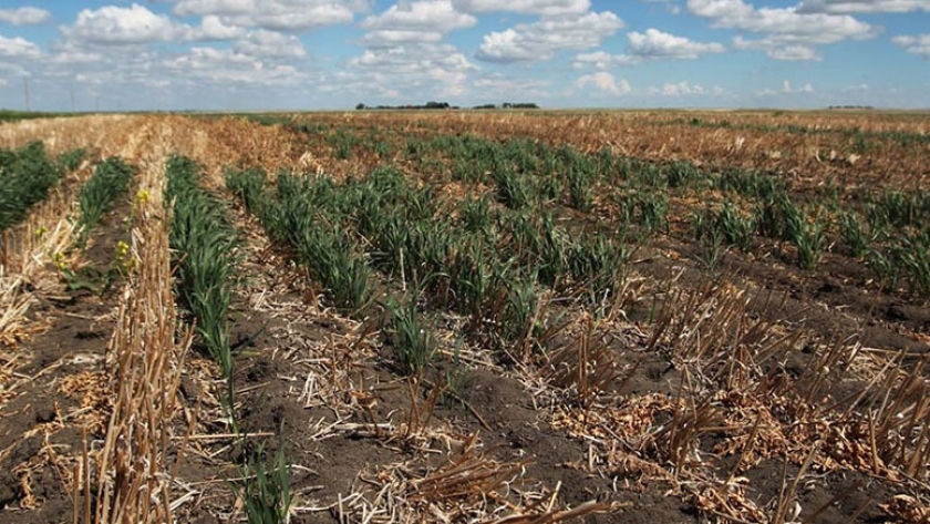 El trigo en EE.UU.: Hay sequía récord en Dakota del Norte