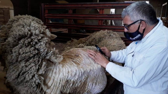El gobierno de la provincia trabaja en efectividad de productos antisárnicos en ovinos para mantener el status sanitario