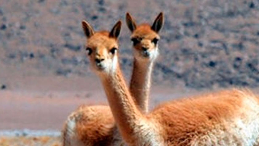 Chiquichano promueve un plan de manejo integral del Guanaco