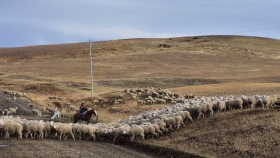 Alerta en la Patagonia: productores temen perder exportación de carne kosher a Israel por medida sanitaria
