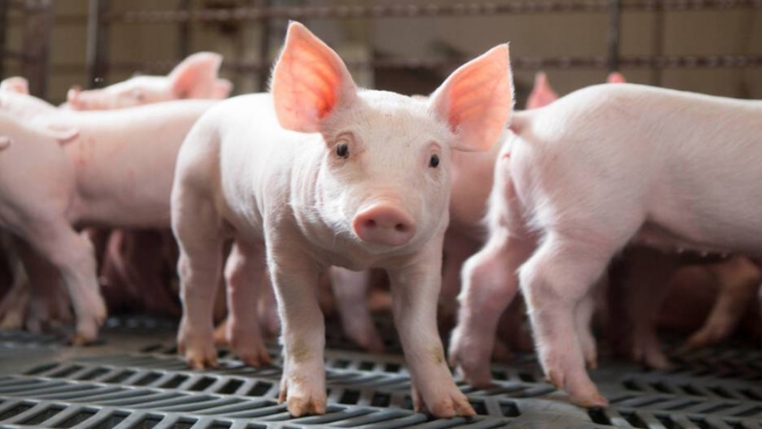 Carne porcina: el Gobierno confía en lograr un acuerdo con China