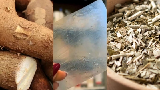 Científicas argentinas desarrollan un bioplástico con mandioca y yerba mate que se degrada en solo cinco semanas