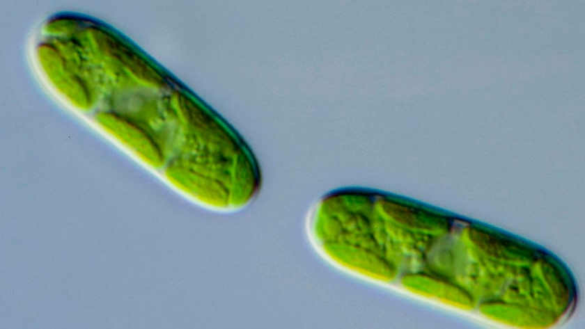 Biotecnología natural: los genes de bacterias permitieron las plantas móviles desde el agua a la tierra