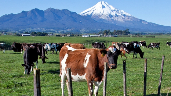 La Provincia fomenta el comercio entre empresas del sector lácteo y Chile
