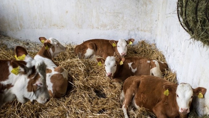 Los precios percibidos por los ganaderos ecológico alemanes apenas cubre el 79% de los costes de producción de la leche de vaca