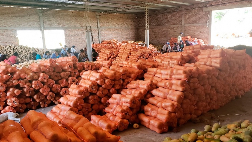 Cucurbitáceas: avanza la cosecha en el norte provincial y gana posición en los mercados regionales más importantes