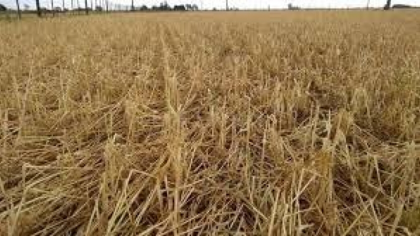 Cambió la percepción de riesgo del productor agropecuario y la demanda de coberturas explotó: “Se aseguró en dos días lo que antes llevaba dos meses”