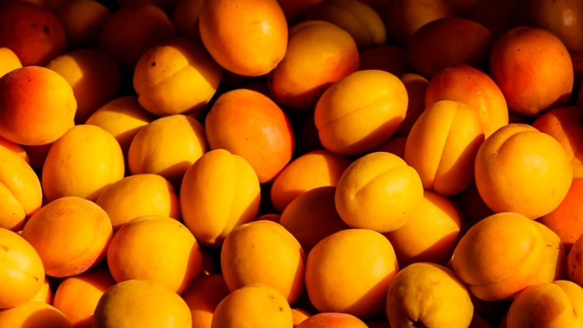 Nueva pulpera mendocina procesó 1,5 millón de kilos de fruta
