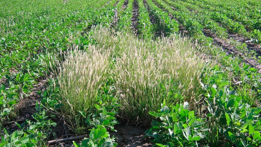 BASF lanzó un herbicida para soja, maíz y maní con 15 días más de persistencia en el suelo