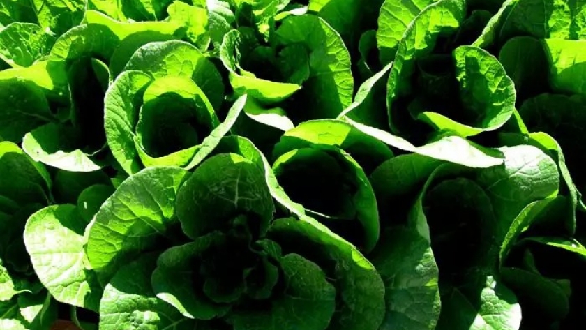 Cómo cultivar acelga en 9 pasos