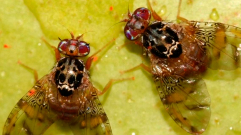 Exportan 16 millones de insectos estériles para combatir las plagas de los cultivos