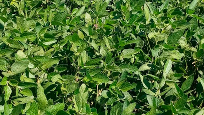 La soja rompe la barrera de los US$ 400 y toca su nivel máximo en cuatro años